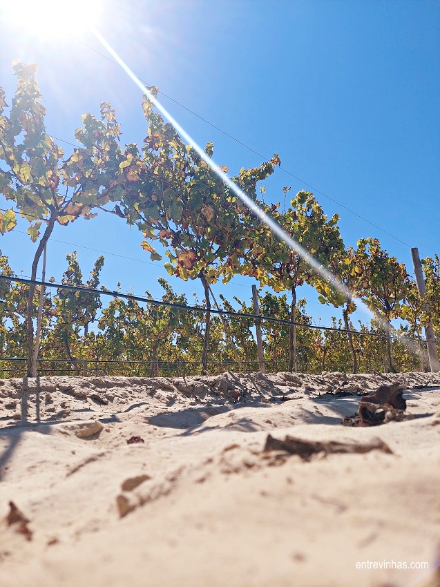 vincentino-wines-vinhas-chão-de-areia